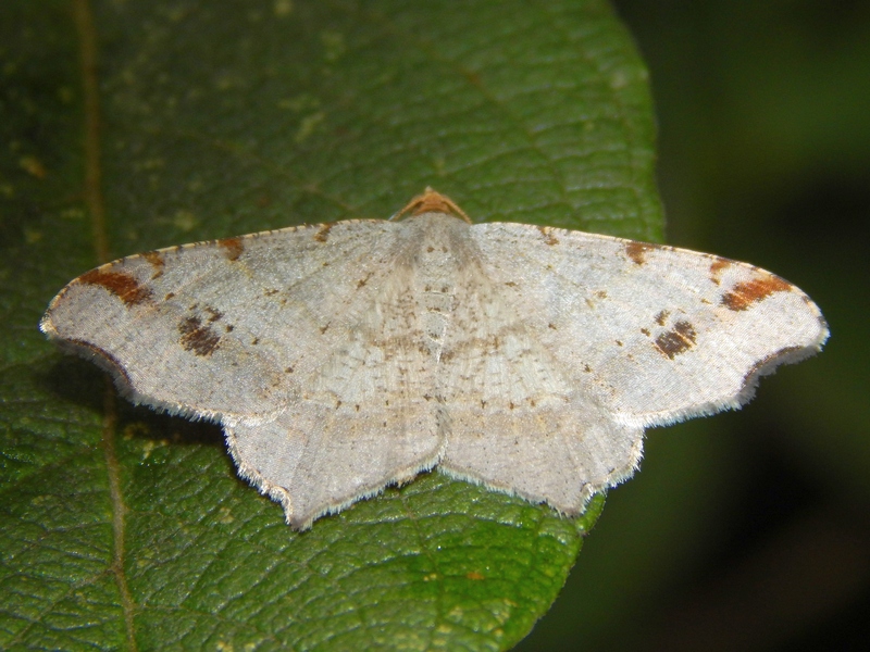 Geometridae 2 da id - Macaria alternata